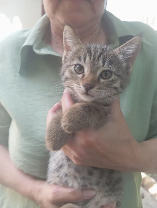 Котенок Буся 2 месяца — фото 2