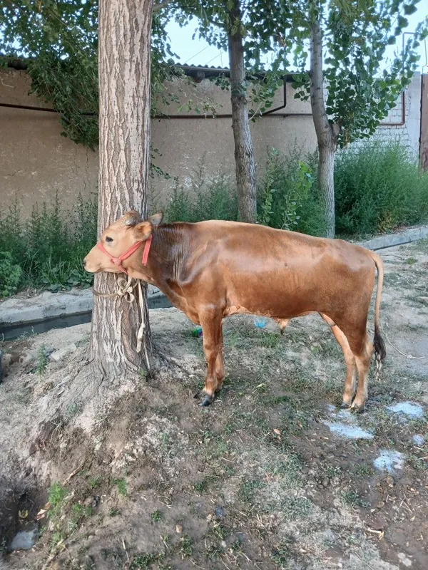 Novvoz sotiladi. 1 Novvoz sotiladi. 1