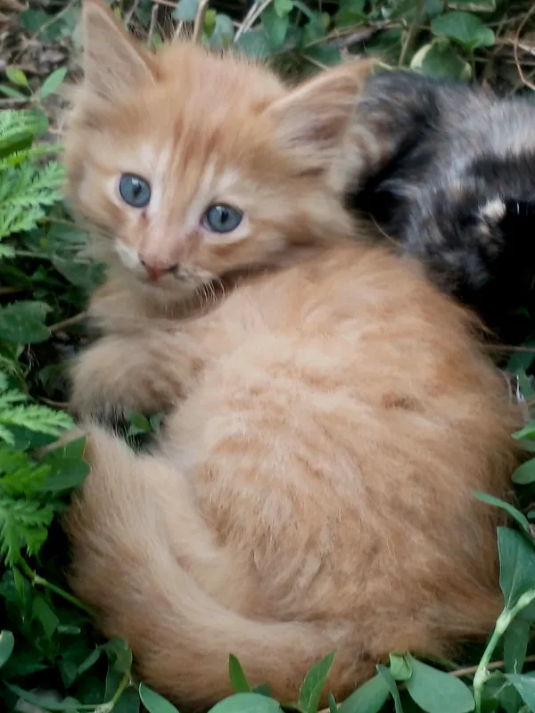 Котёнок  даром