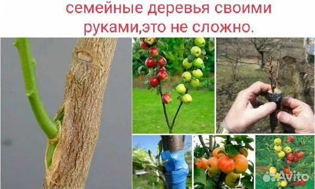 Мевали дарахтларни Пайванд килиш — фото 4