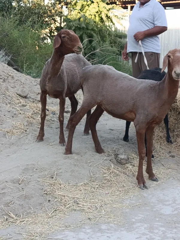 Quylar sotiladi. 5