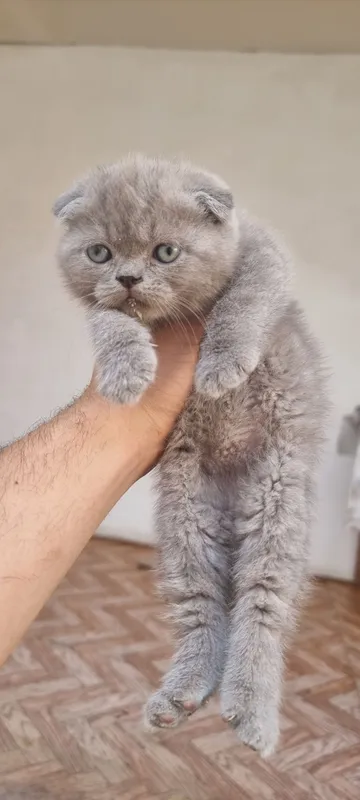 Котёнок скотишфолд 1 Котёнок скотишфолд 1