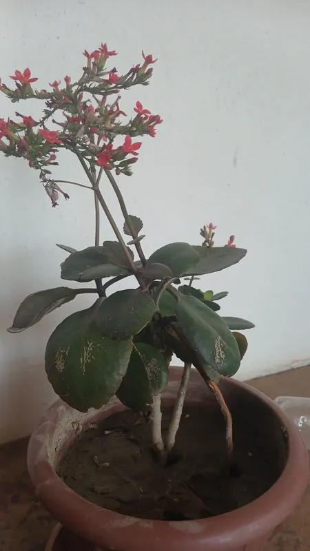 qoshiqcha guli  mayda gullible bargidan  koʻpayadi — фото 2