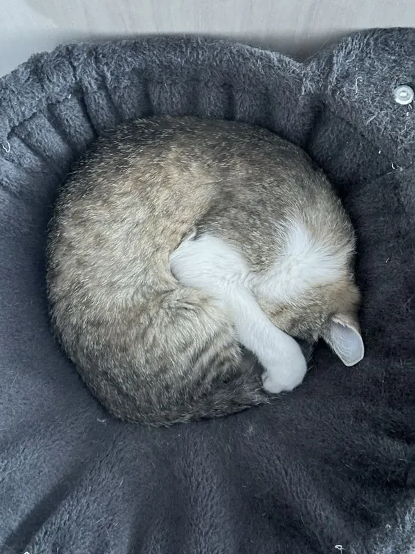 ОТДАЮ котят и их маму, котята на половину шиншила , БЕСПЛАТНО! Bepul! 4 ОТДАЮ котят и их маму, котята на половину шиншила , БЕСПЛАТНО! Bepul! 4