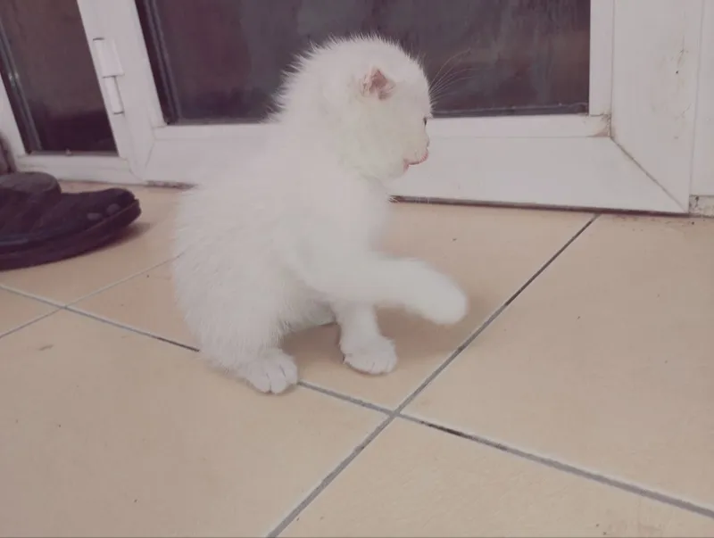 Продаются пародистые котята — фото 5