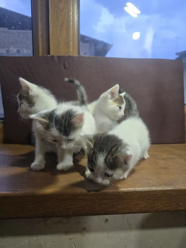 Bengal mushuk bolasi 3 Bengal mushuk bolasi 3