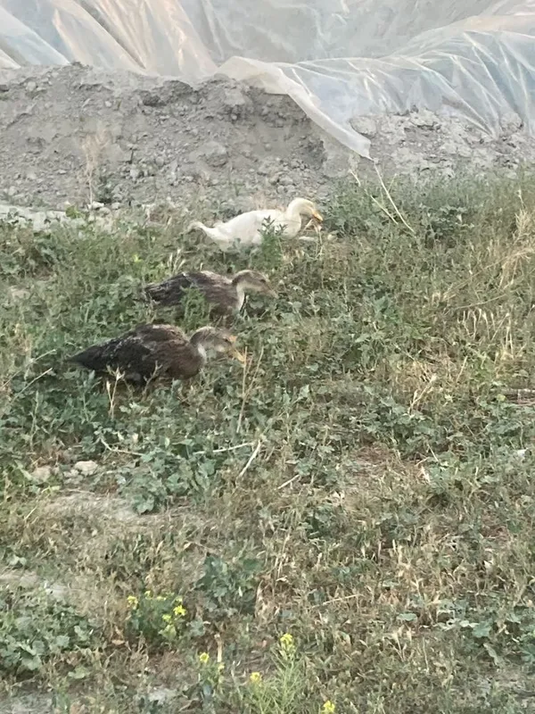 Urdak g’ozlar bor bolari bilan — фото 1