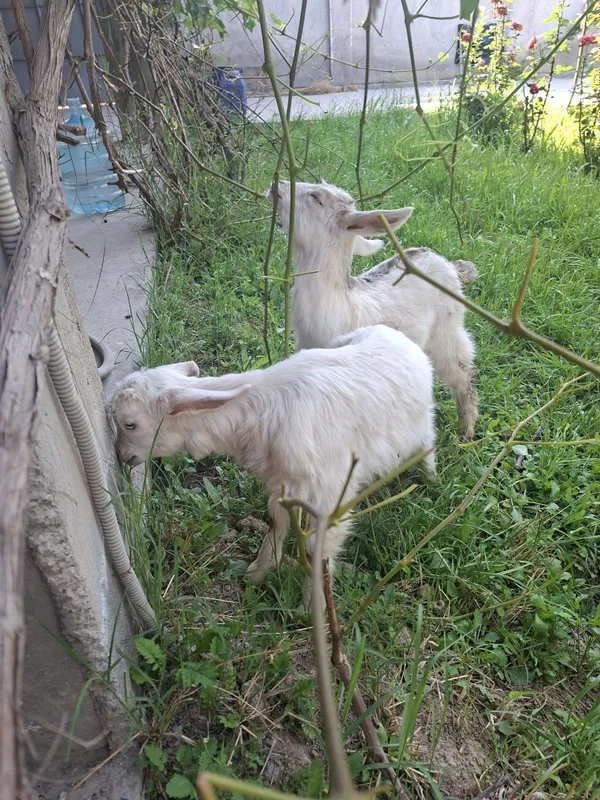 Прадается козлята — фото 2