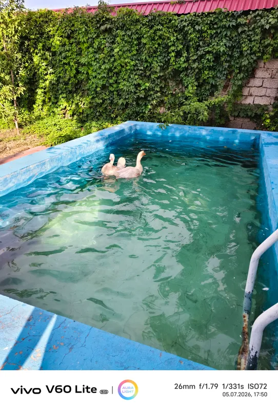 Ўрдак 🦆 сотилади. Сони иккита. Ранги оқ 3