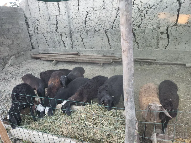 4 5 oylik barra qoylar sotiladi 4 4 5 oylik barra qoylar sotiladi 4