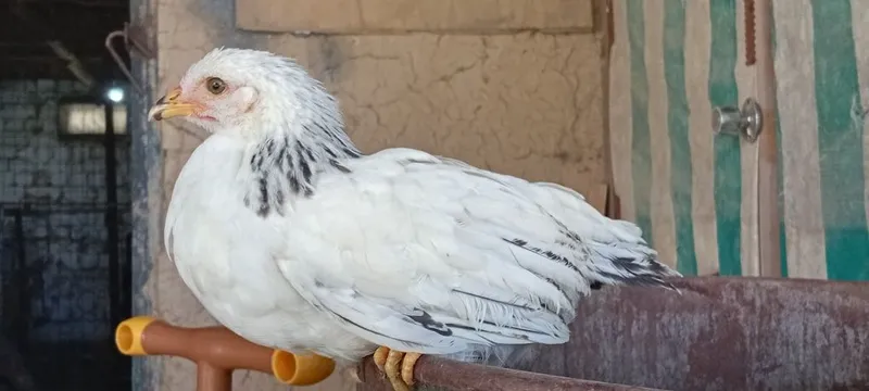 Адлер: цыплята. — фото 4