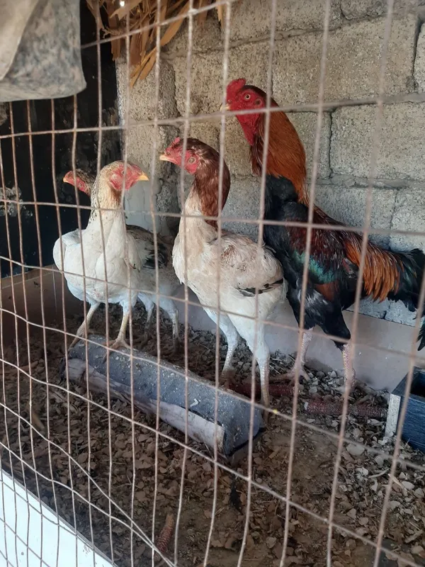 dakan tovuq olaman karis bulishi kerak zoti dakan tovuq olaman karis bulishi kerak zoti