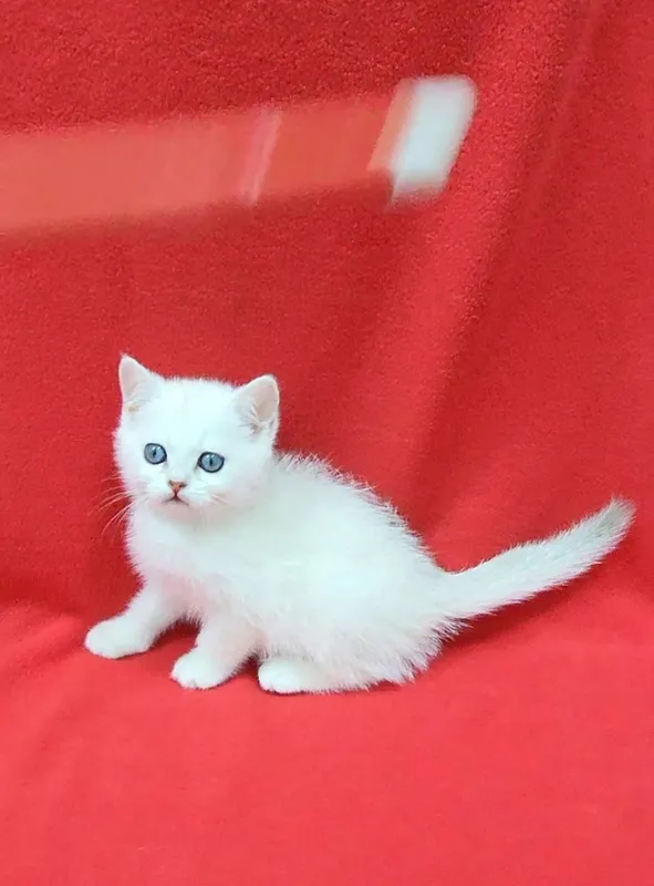 Скоттиш страйт Серебристая шиншила — фото 3