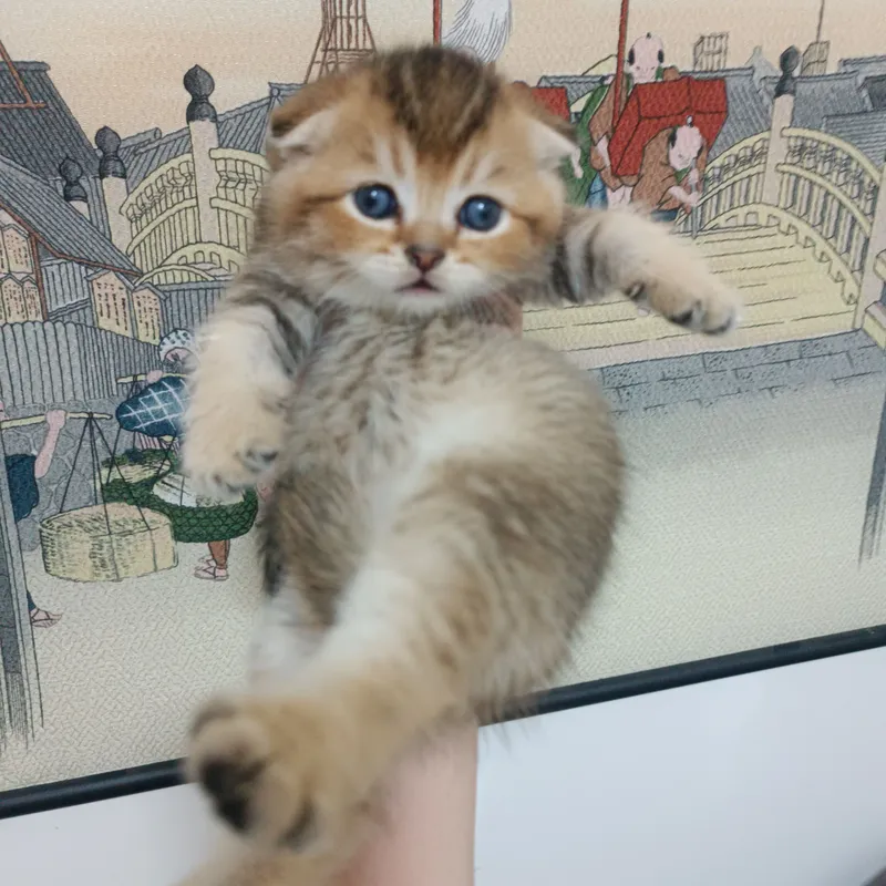 Scottish Fold mushukchasi sotiladi, o‘g‘il bola 1