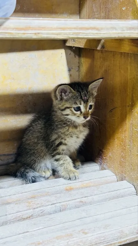 Mushuk bolalari va onasi