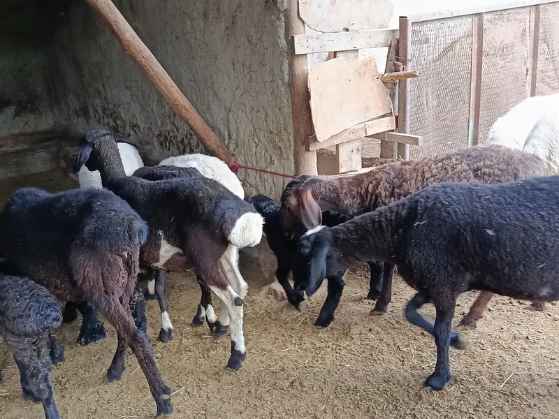 Qazoqi ona bola va alohida qoʻylar sotiladi — фото 5