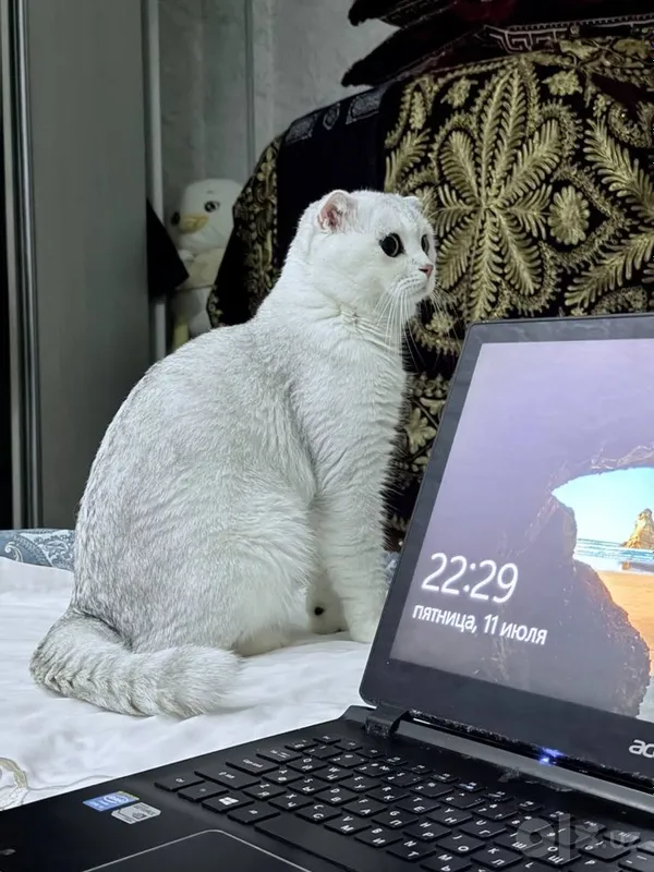Viyaska seribristaya shinshila erkak 3 Viyaska seribristaya shinshila erkak 3