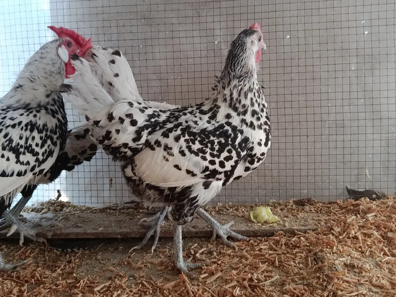 продаются куры гамбургской породы 2