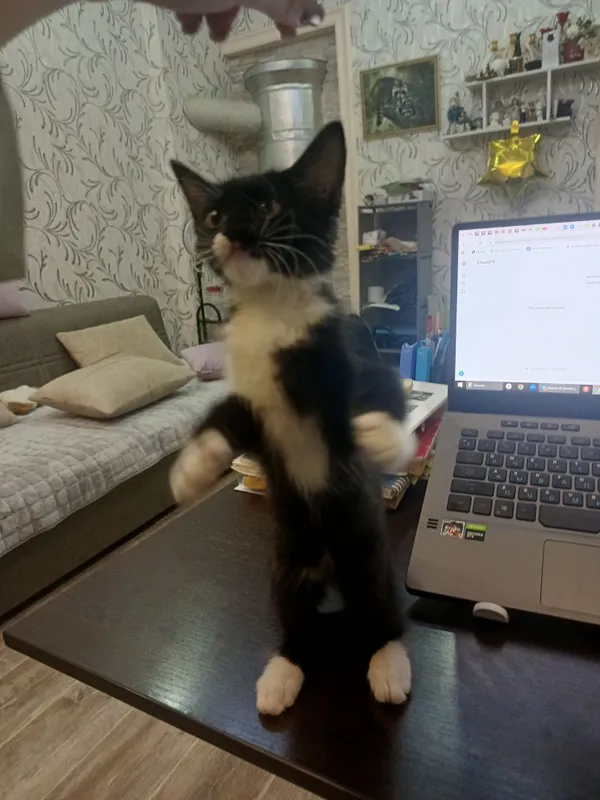 Пристраивается очень ласковая котёнок девочка 4 Пристраивается очень ласковая котёнок девочка 4