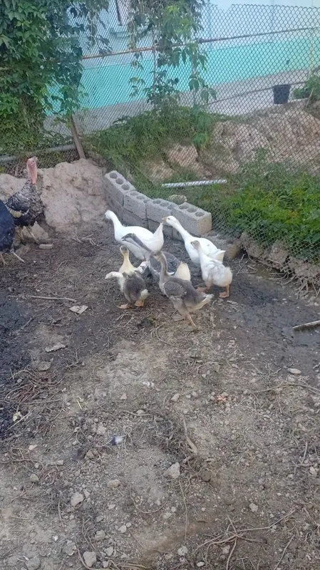 Goz sotiladi 180 dan 2 Goz sotiladi 180 dan 2