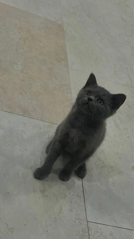 British Shorthair / Scottish Straight mushukchalari sotiladi — фото 4