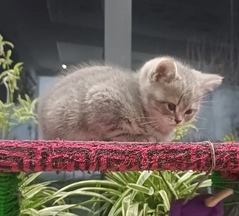 Шотландский (фолд, страйт) Скоттиш страйт, 2,5 месяц
