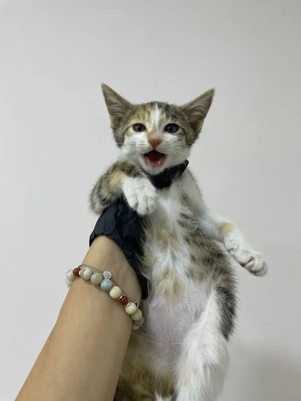 Котенок в добрые руки 2 Котенок в добрые руки 2