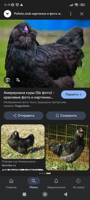 Продаются гуси индоутки 6 Продаются гуси индоутки 6