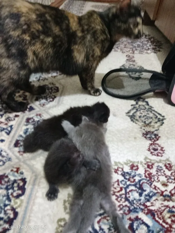 Отдам котят и кошку 4 Отдам котят и кошку 4