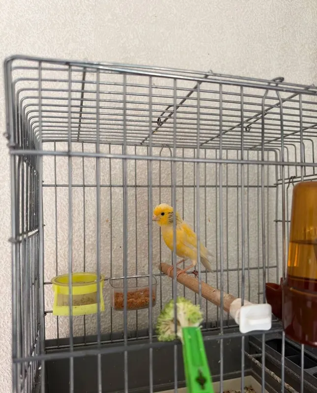 kanareka nar 7 oylik 5