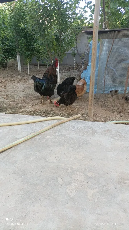 Damashniy tovuq .xoʻroz 1 Damashniy tovuq .xoʻroz 1
