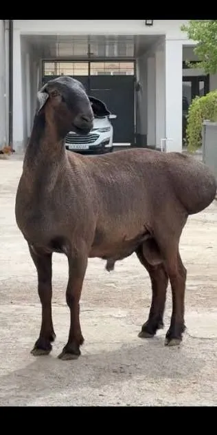Qurbon hayitga qoʻchqorlar bor