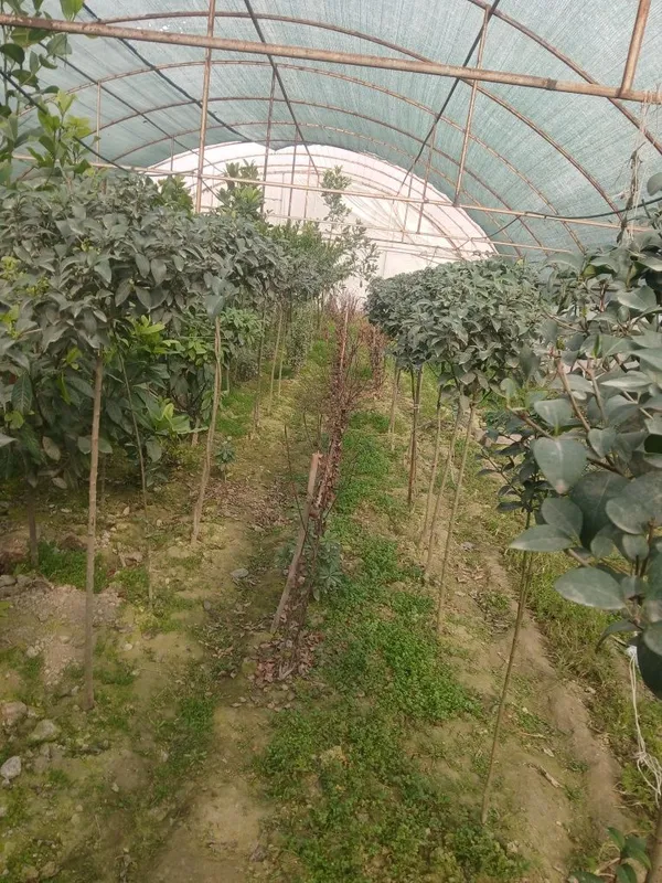 100% ishonchli Burichina kochatlari bor — фото 1