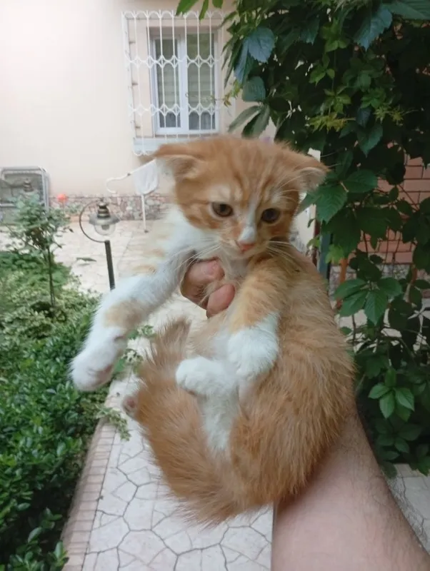 Прекрасные котята — фото 1