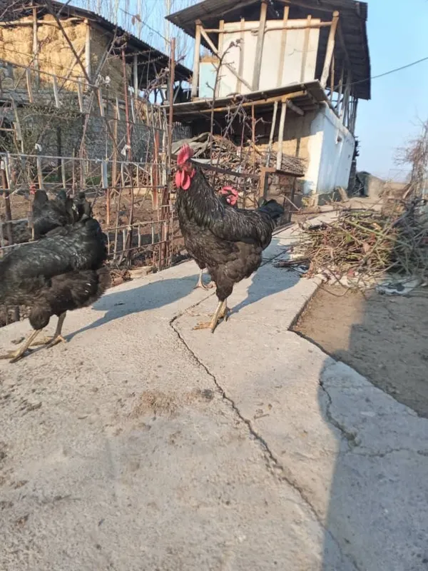 Кора Шахзода тухумлари