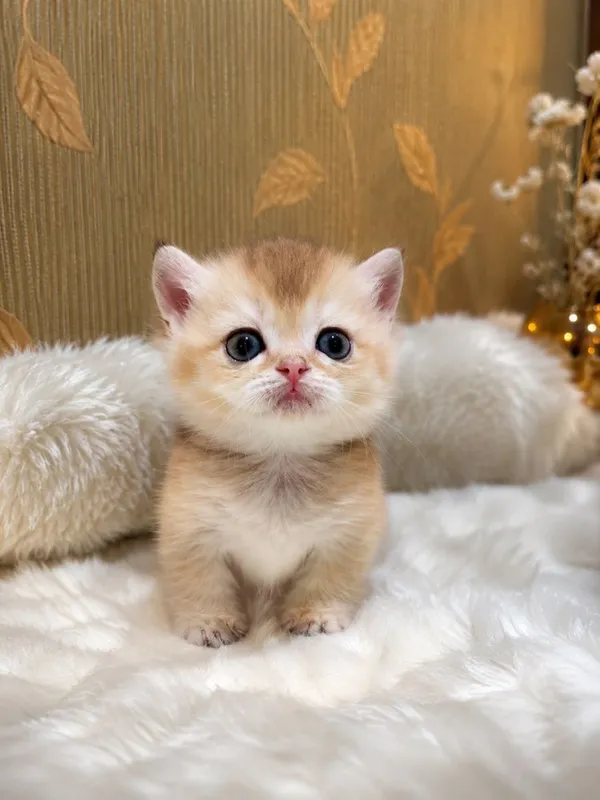 Милый не реально котенок Манчкин 1 Милый не реально котенок Манчкин 1