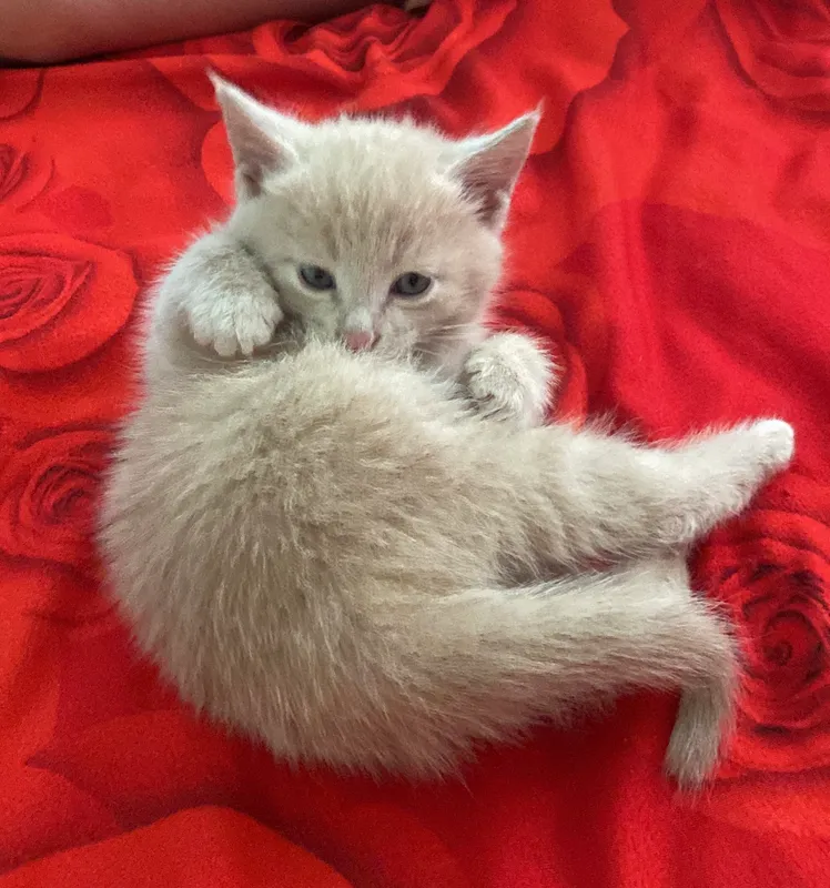 Котёнок.             Сдам в хорошие руки 1