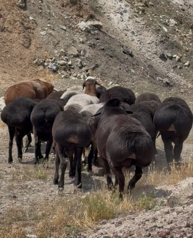 Qurbonlik uchun qo’chqorlar bor — фото 2