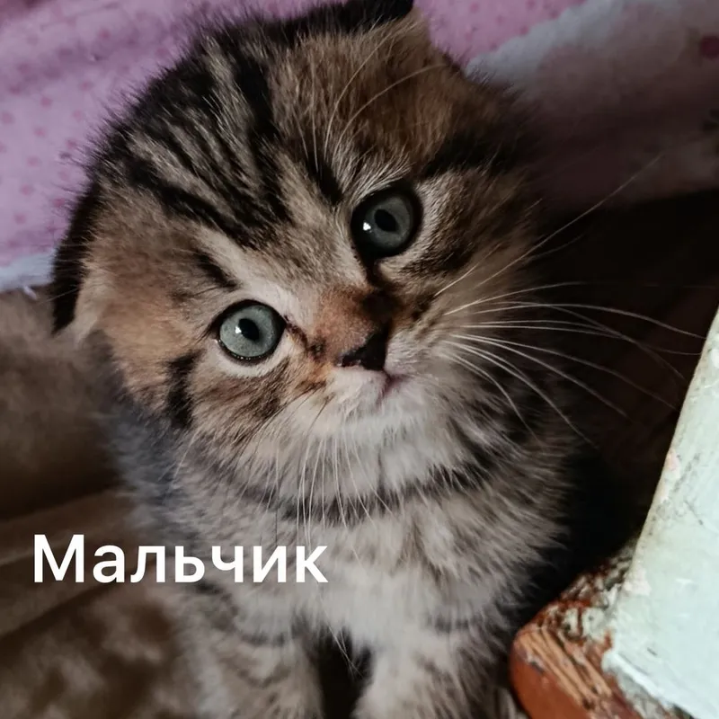 Вислоухая кошка скотиш фолд и Страйт — фото 1