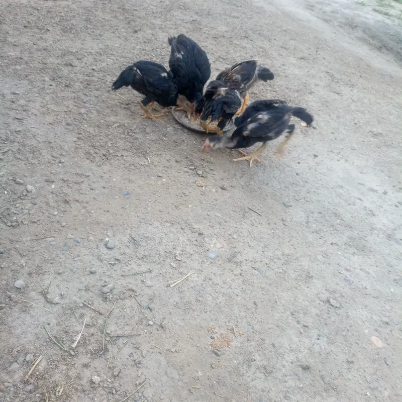 Kulangi. Jujalar 2
