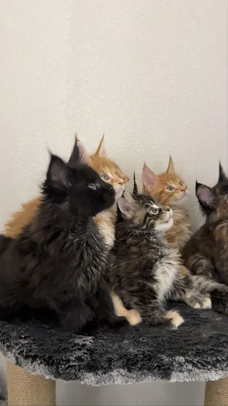 Премиальные котята Maine Coon | Элитная порода 2 Премиальные котята Maine Coon | Элитная порода 2