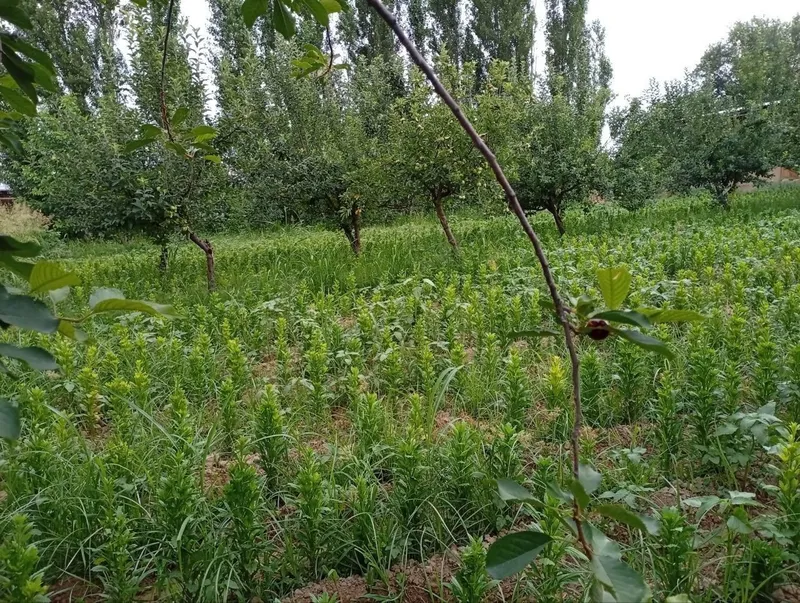 Qibray tumani Otkir MFY baxor 2tor kochasi quruq yer sotiladi 8 sotik 2 Qibray tumani Otkir MFY baxor 2tor kochasi quruq yer sotiladi 8 sotik 2