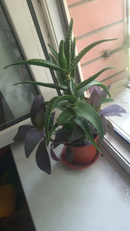 aloe