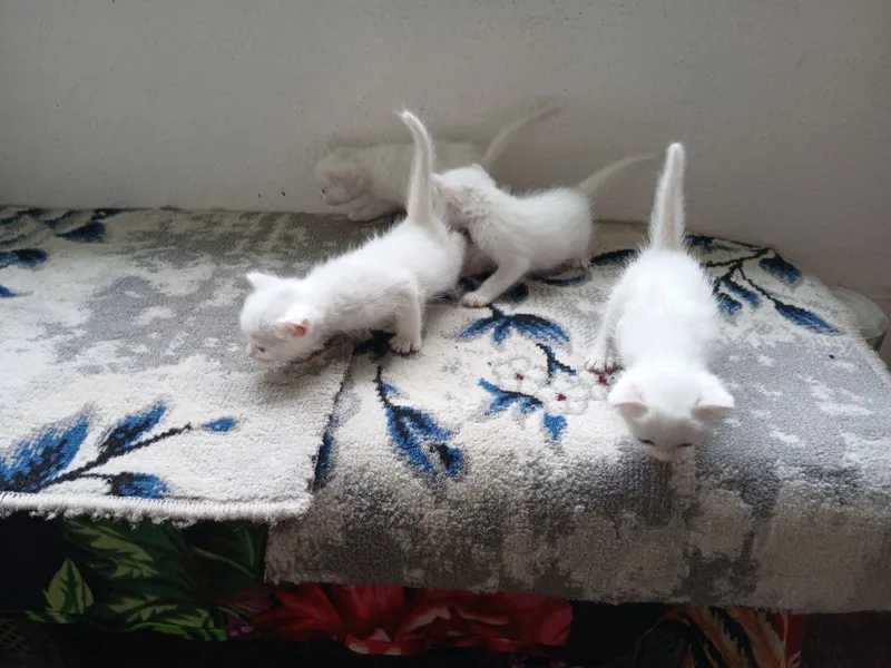 Qoni toza mushuk bolalari sotiladi 1 Qoni toza mushuk bolalari sotiladi 1