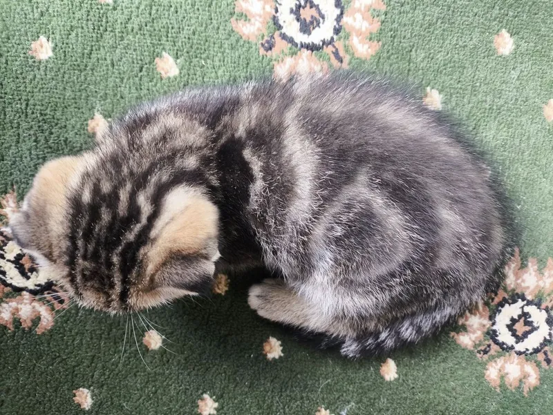 котята вислоухие — фото 1