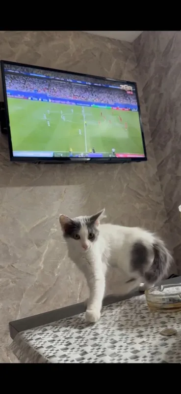 Котята домашние маленькие 1 Котята домашние маленькие 1