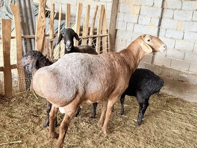 Qo’chqor sotiladi‼️ Zo’r boqilgan Narx kelishilgan xolda — фото 4