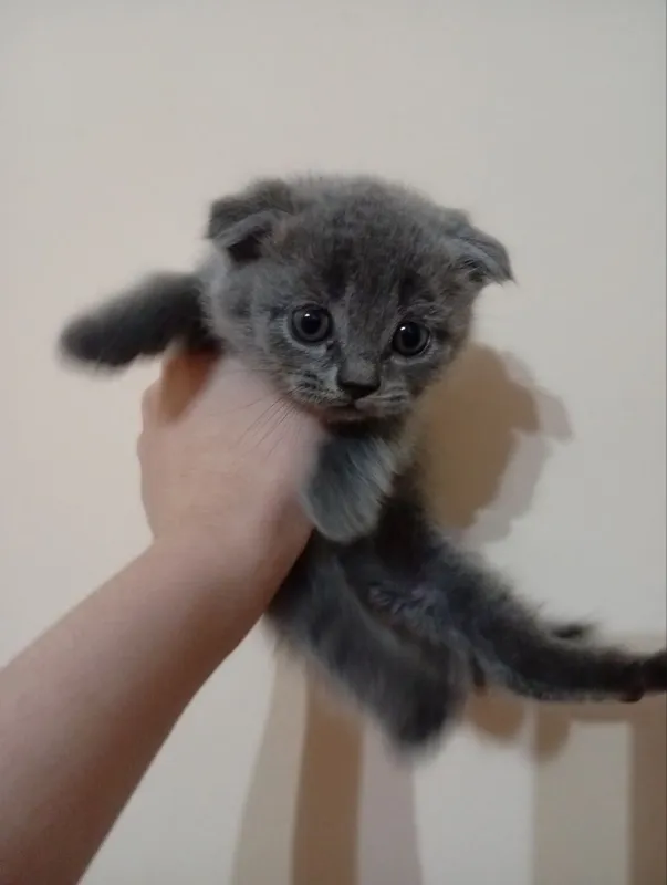 Scottish Fold mushuki sotiladi 1 Scottish Fold mushuki sotiladi 1