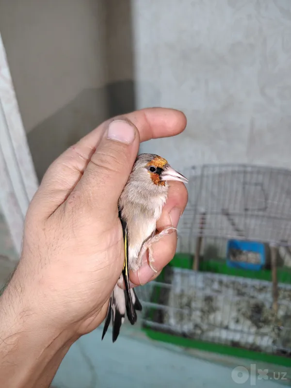 Norci sotiladi qziqanla aloqaga cqila 4 Norci sotiladi qziqanla aloqaga cqila 4