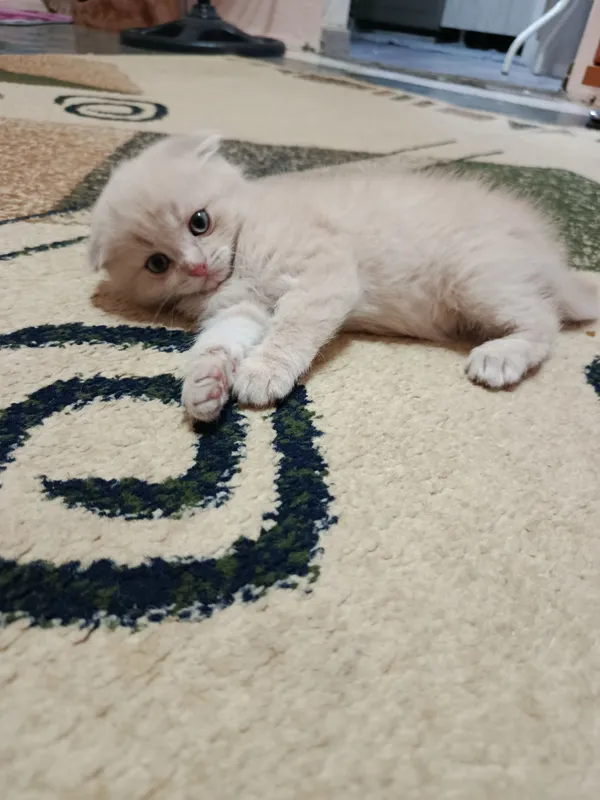 продаются котята